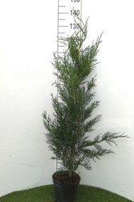 x Cupressocyparis leylandii '2001' - pot - 80-100 cm