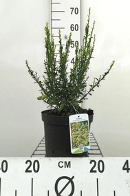 Cytisus 'Luna' - pot - 40-60 cm