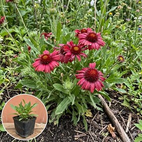 Gaillardia 'Burgunder' - pot 9x9 cm
