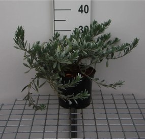 Convolvulus cneorum - pot - 25-30 cm -