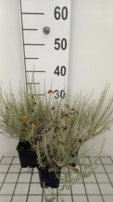 Helichrysum italicum subsp. microphyllum - pot 9x9 cm -