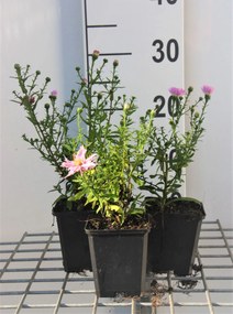 Aster novi-belgii'Fellowship'- pot 9x9 cm