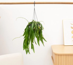 Rhipsalis Red Coral hangplant - 25 cm
