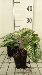 Brunnera macrophylla'Sea Heart'- pot 9x9 cm