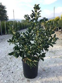 Ilex 'Nellie R. Stevens' - pot 10L - 80-100 cm