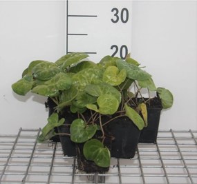 Asarum europaeum - pot 9x9 cm