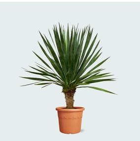 Dracaena Draco - 130 cm