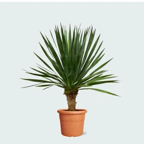 Dracaena Draco - 130 cm