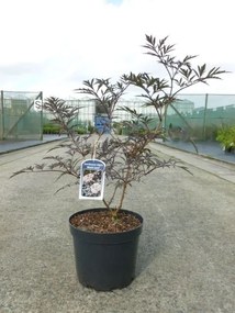 Sambucus nigra'Eva'(Black Lace) - pot 12L - 80-100 cm