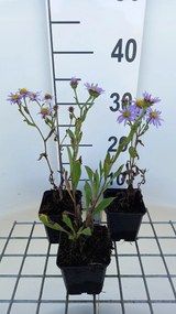 Aster amellus 'Dr Otto Petschek' - pot 9x9 cm