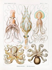 Kunstreproductie Gamochonia–Trichterkraken (Octopus / Academia) - Ernst Haeckel, (30 x 40 cm)