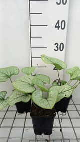 Brunnera macrophylla 'Silver Spear' - pot 9x9 cm