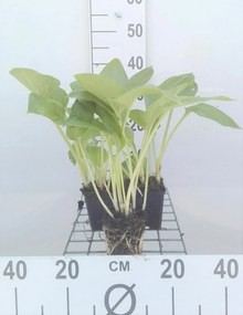 Hosta 'Halcyon' - pot 9x9 cm -