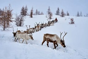 Foto Mongolia, Tsaatan, reindeer transhumance, Tuul & Bruno Morandi