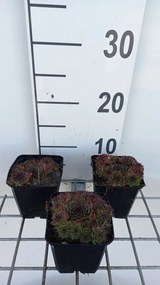 Sempervivum 'Noir' - pot 9x9 cm