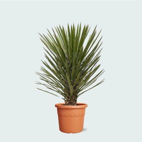 Yucca Filifera Australis - 160cm