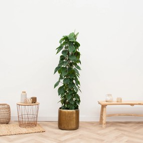 Philodendron Scandens gaasrek - 170cm