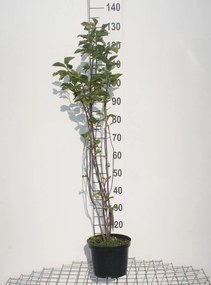 Magnolia liliiflora 'Nigra' - pot - 50-60 cm