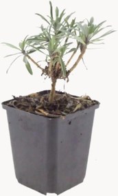 Planten Wallflower Erysimum Bowles Mauve, 3-delig