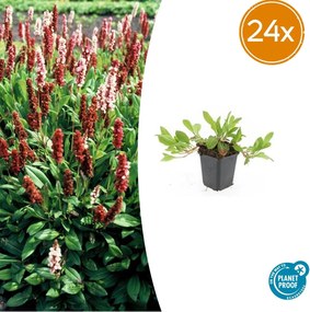 Persicaria aff. 'Darjeeling Red' - 20cm