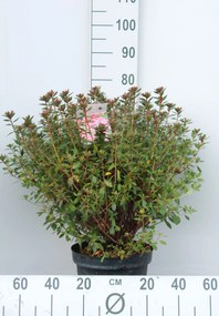 Azalea japonica - oranje - pot 10L - 50-60 cm