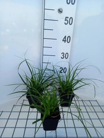 Carex morrowii 'Mosten' - pot 9x9 cm