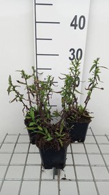 Aster novi-belgii 'Winston Churchill' - pot 9x9 cm