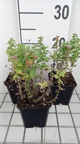 Nepeta racemosa 'Little Titch' - pot 9x9 cm