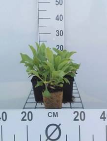 Digitalis 'Mertonensis' - pot 9x9 cm