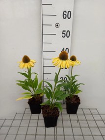 Echinacea 'APECSSIYE' (Sunseekers Yellow) - pot 9x9 cm