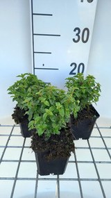 Fuchsia 'Tom Thumb' - pot 9x9 cm