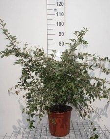 Cotoneaster franchetii - pot 10L - 80-100 cm -
