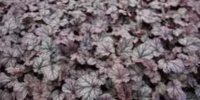 Heuchera 'Shanghai' - pot 9x9 cm