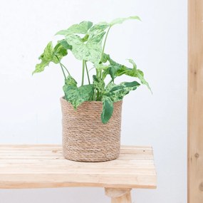 Syngonium Mottled - 30cm