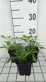 Aruncus dioicus 'Kneiffii' - pot 9x9 cm