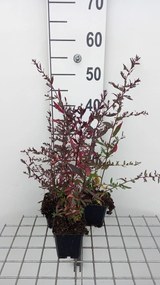 Aster lateriflorus 'Lady in Black' - pot 9x9 cm
