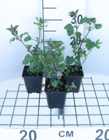 Lamium maculatum - pot 9x9 cm