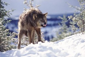 Foto Snarling Wolf, Terry W. Eggers, (40 x 26.7 cm)