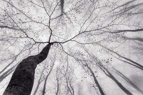 Kunstfotografie A view of the tree crown, Tom Pavlasek, (40 x 26.7 cm)