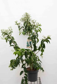 Heptacodium miconioides - pot 12L - 100-125 cm