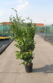 Ligustrum japonicum 'Texanum' - pot 18L - 125-150 cm