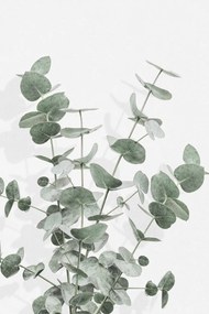 Ilustratie Eucalyptus Creative 16, Studio Collection, (26.7 x 40 cm)