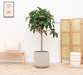 Ficus Elastica Robusta op stam - 170cm