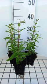 Penstemon 'Rich Ruby' - pot 9x9 cm