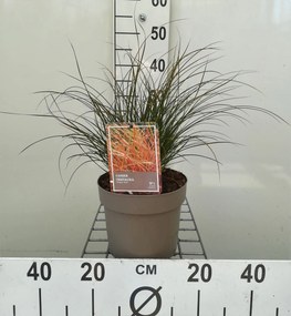 Carex testacea 'Prairie Fire' - pot 3L