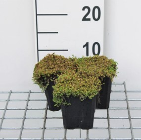 Soleirolia soleirolii - pot 9x9 cm