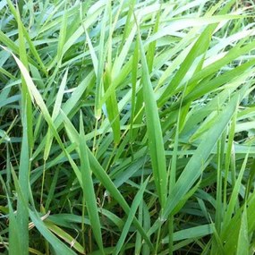 Phalaris arundinacea - biopot diameter 7 cm