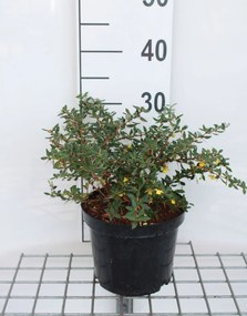 Berberis verruculosa - pot - 25-30 cm