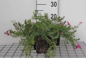Phlox 'McDaniel's Cushion' - pot 9x9 cm -