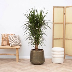Dracaena Marginata vertakt - 130cm